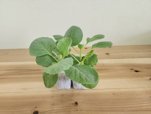 夢いぶき| キャベツ苗4株セット|中生|寒玉系