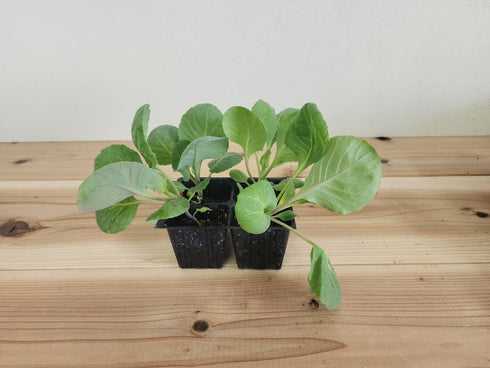 みさき|キャベツ苗4株セット|極早生|良質系