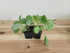 みさき|キャベツ苗4株セット|極早生|良質系
