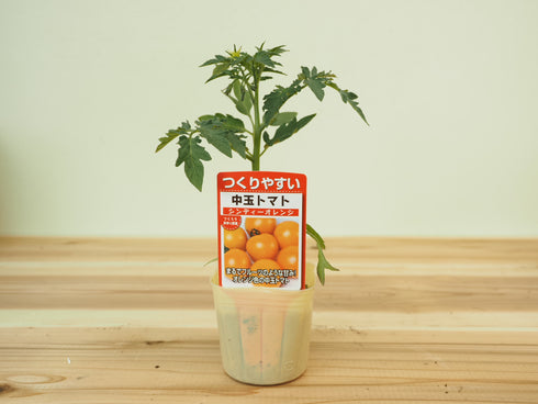 シンディオレンジ|中玉トマト苗|自根苗