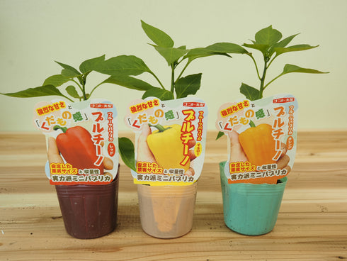 プルチーノ|ミニパプリカ苗|自根苗