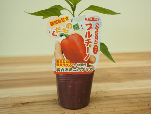 プルチーノ|ミニパプリカ苗|自根苗