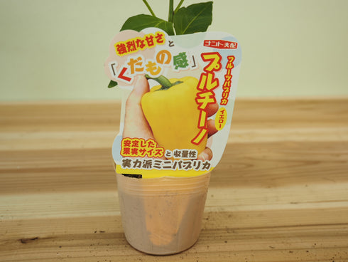 プルチーノ|ミニパプリカ苗|自根苗