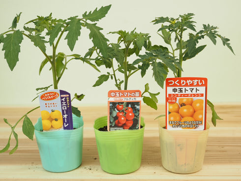 フルーツ中玉トマト3種セット|中玉トマト苗セット