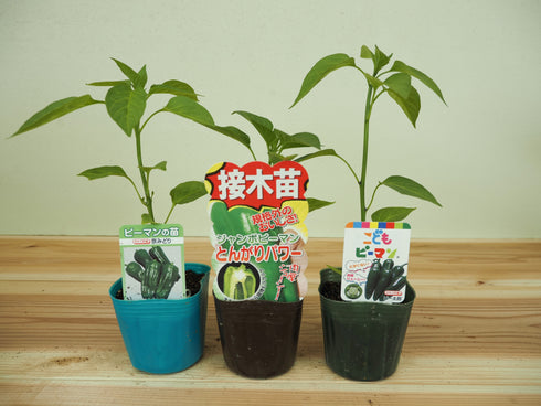 おすすめピーマン3種セット|ピーマン苗セット