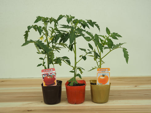 人気大玉トマト3種セット|大玉トマト苗セット
