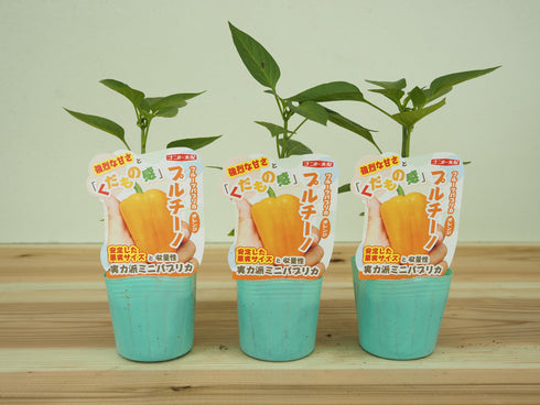 プルチーノ|ミニパプリカ苗|自根苗