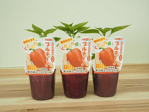 プルチーノ|ミニパプリカ苗|自根苗