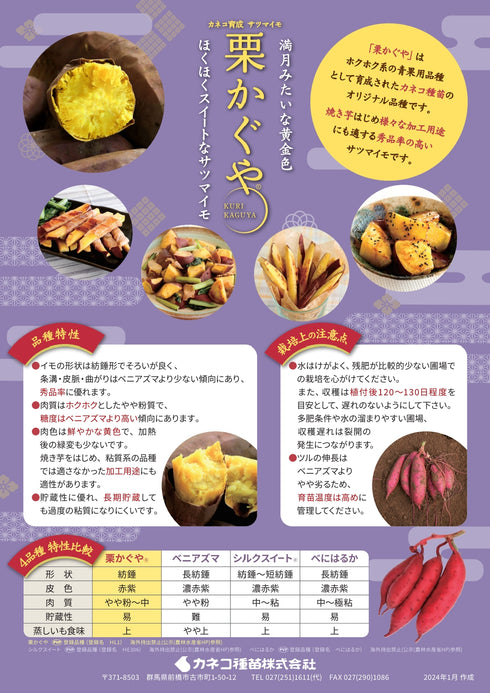 栗かぐや®/ほくほく系|さつまいも苗|10本束|登録品種( 登録名 HL1) 海外持出禁止