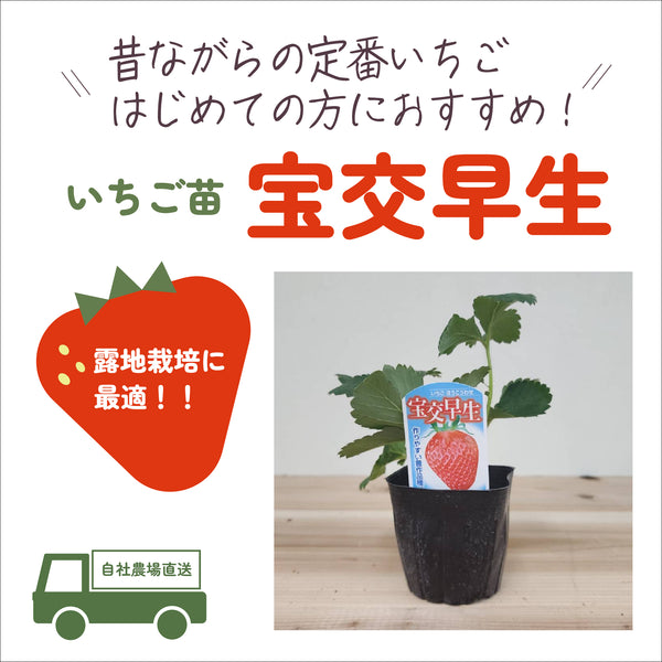 宝交早生(ほうこうわせ)|いちご苗|露地栽培に最適