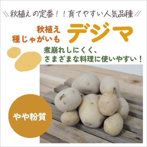 デジマ|種じゃがいも|秋植え