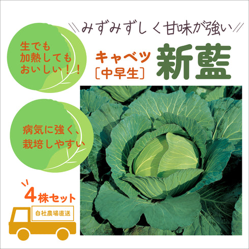 新藍(しんらん)|キャベツ苗4株セット|中早生|寒玉系