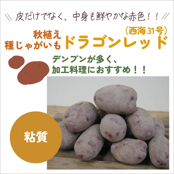 ドラゴンレッド 西海31号|種じゃがいも|秋植え