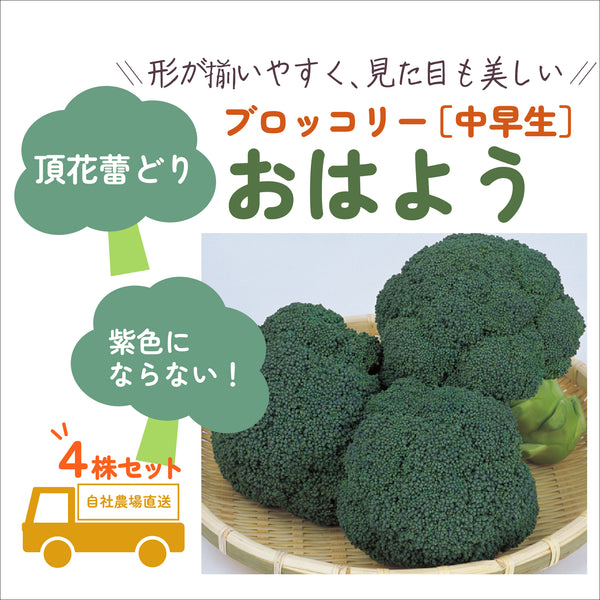 おはよう® |ブロッコリー苗4株セット|中早生|頂花蕾専用