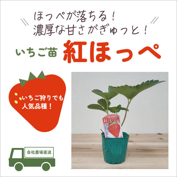 紅ほっぺ|いちご苗