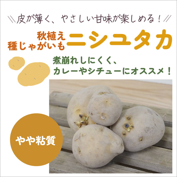 ニシユタカ|種じゃがいも|秋植え
