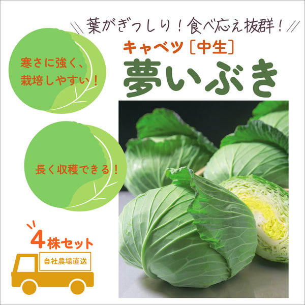 夢いぶき| キャベツ苗4株セット|中生|寒玉系