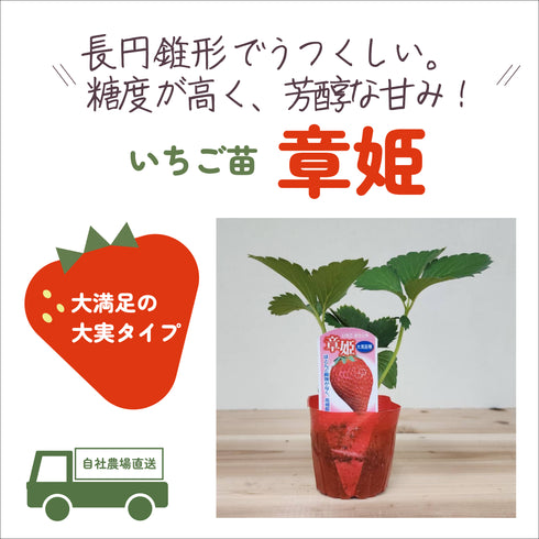 章姫(あきひめ)|いちご苗