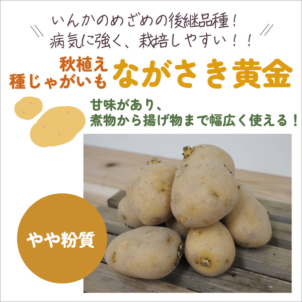 ながさき黄金|種じゃがいも|秋植え