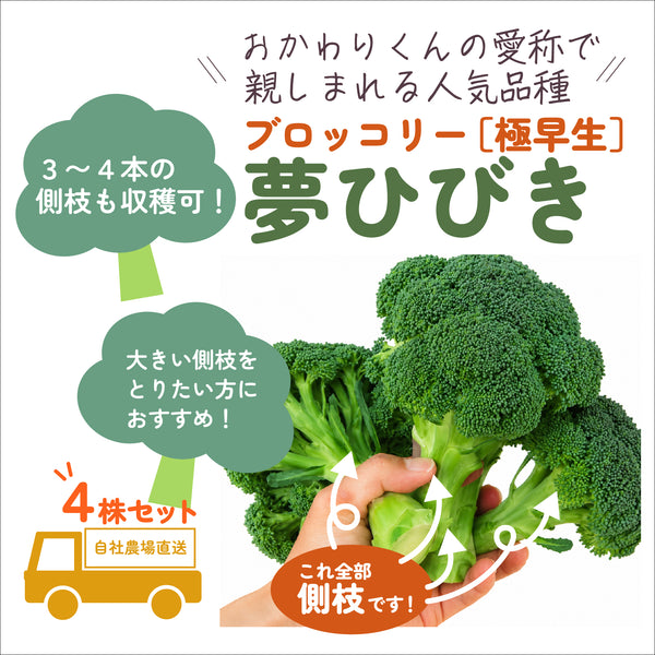夢ひびき(おかわりクン) |ブロッコリー苗4株セット|極早生|頂・側枝花蕾兼用