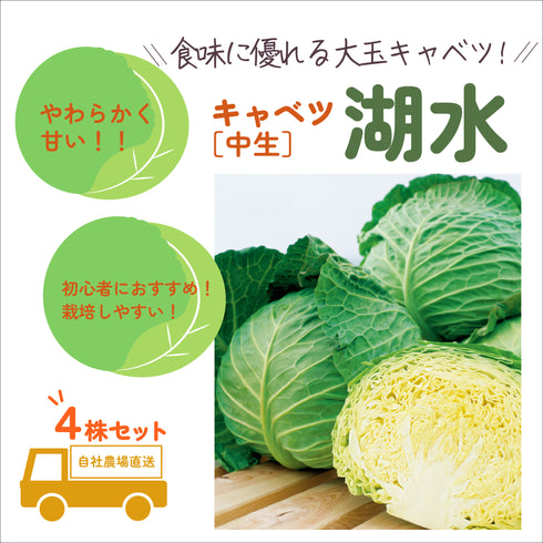 湖水|キャベツ苗4株セット|中生|良質系