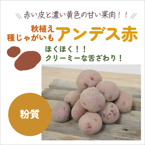 アンデス赤|種じゃがいも|秋植え