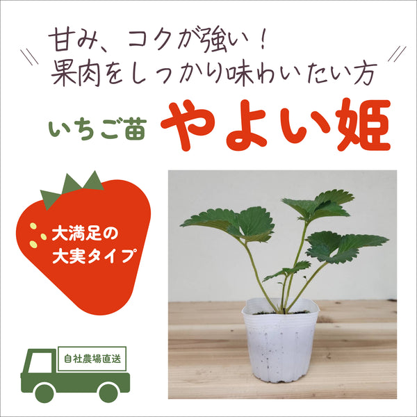 やよい姫|いちご苗