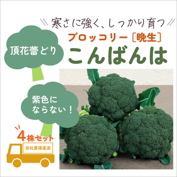 こんばんは® |ブロッコリー苗4株セット|晩生|頂花蕾専用