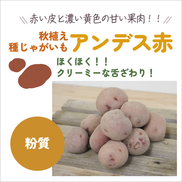 アンデス赤|種じゃがいも|秋植え