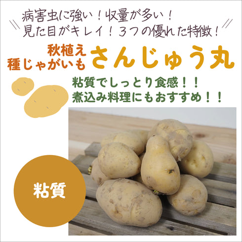 さんじゅう丸|種じゃがいも|秋植え