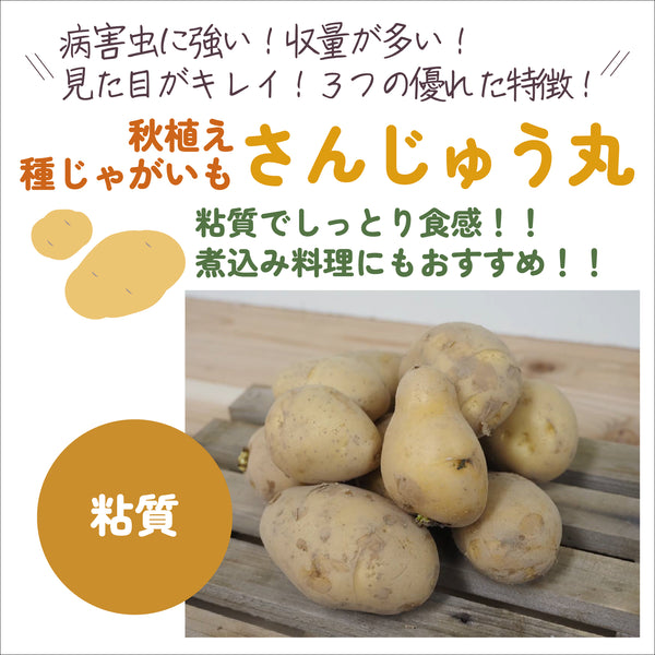 さんじゅう丸|種じゃがいも|秋植え