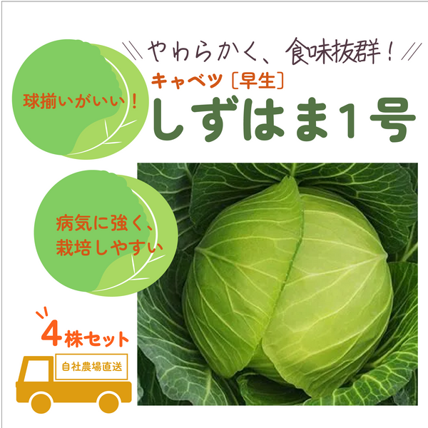 しずはま1号|キャベツ苗4株セット|早生|寒玉系