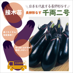 初めての家庭菜園６種セット｜夏野菜苗セット｜ミニトマト・大玉トマト・きゅうり・なす・ピーマン・とうがらし