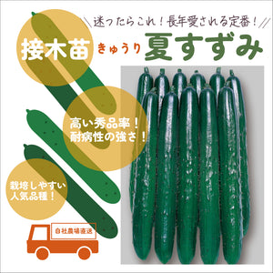 初めての家庭菜園６種セット｜夏野菜苗セット｜ミニトマト・大玉トマト・きゅうり・なす・ピーマン・とうがらし
