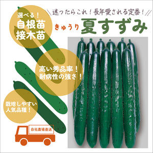 夏すずみ｜きゅうり苗｜接木・自根選択可