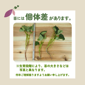 安納芋／ねっとり系｜さつまいも苗｜10本束
