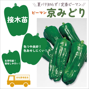 初めての家庭菜園６種セット｜夏野菜苗セット｜ミニトマト・大玉トマト・きゅうり・なす・ピーマン・とうがらし