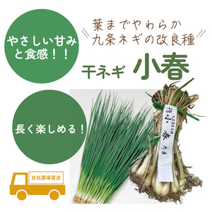 小春｜干ネギ苗（葉ねぎ）