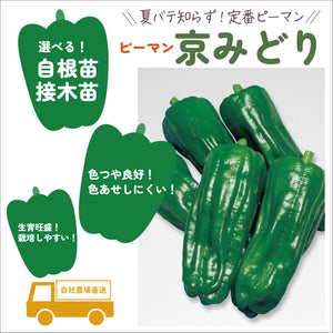 京みどり｜ピーマン苗｜接木・自根苗選択可