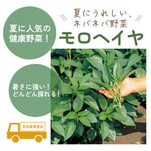 モロヘイヤ｜葉物野菜
