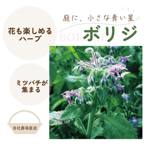 ボリジ｜ハーブ苗｜いちごのコンパニオンプランツにおすすめ