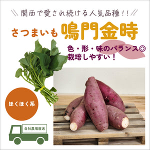 鳴門金時／ほくほく系｜さつまいも苗｜10本束