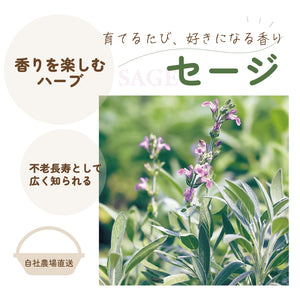 セージ｜ハーブ苗