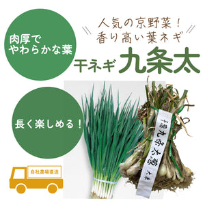 九条太｜干ネギ苗（葉ねぎ）