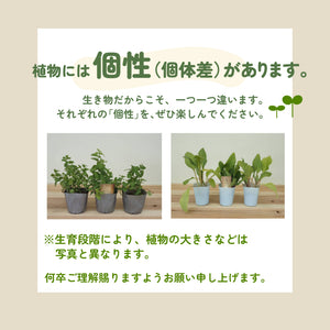 バジル｜ハーブ苗｜トマトのコンパニオンプランツにおすすめ