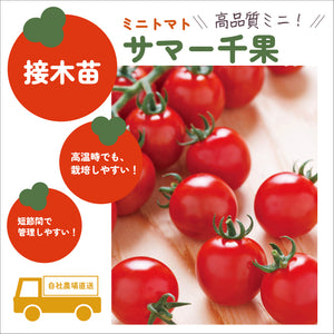 初めての家庭菜園６種セット｜夏野菜苗セット｜ミニトマト・大玉トマト・きゅうり・なす・ピーマン・とうがらし
