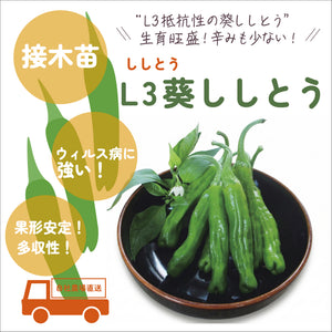 やさしいとうがらし３種セット｜とうがらし苗セット