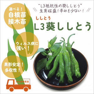 L3葵ししとう｜ししとう苗｜接木・自根苗選択可