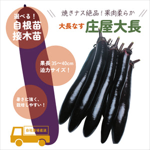 庄屋大長｜なす苗｜接木・自根苗選択可