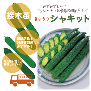 変わり種きゅうり３種セット｜きゅうり苗セット